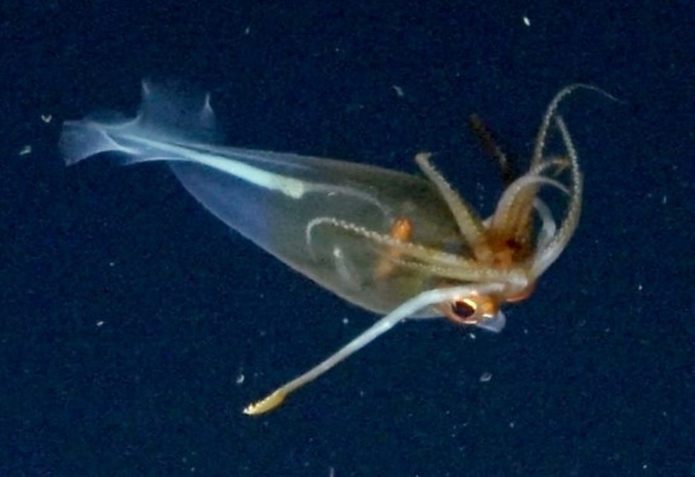 Cientistas registram pela primeira vez uma lula-de-vidro-glacial no seu habitat — Foto: Reprodução/Schmidt Ocean Institute