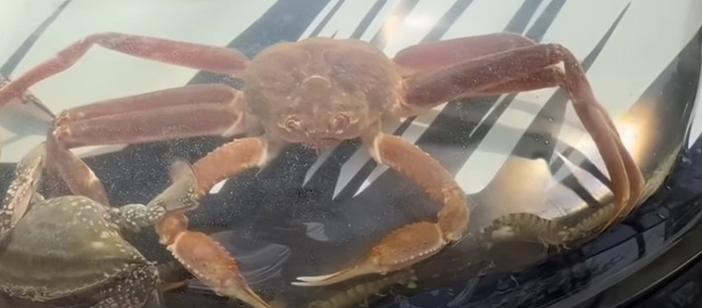 Crust&aacute;ceos em aqu&aacute;rio criado no cap&ocirc; de carro de morador de Liaoning (China) &mdash; Foto: Reprodu&ccedil;&atilde;o/YouTube