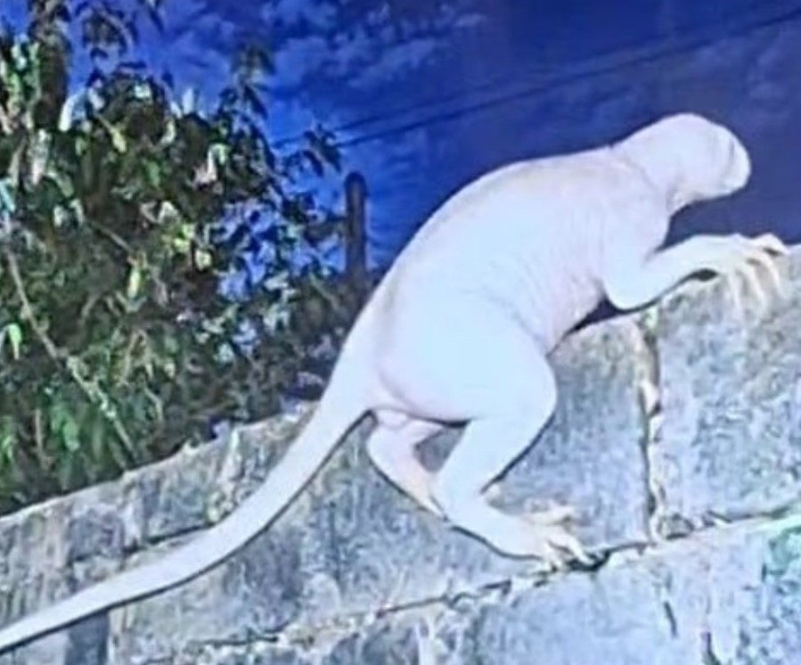 Criatura bizarra e misteriosa é avistada no México e faz moradores fugirem de casa com medo