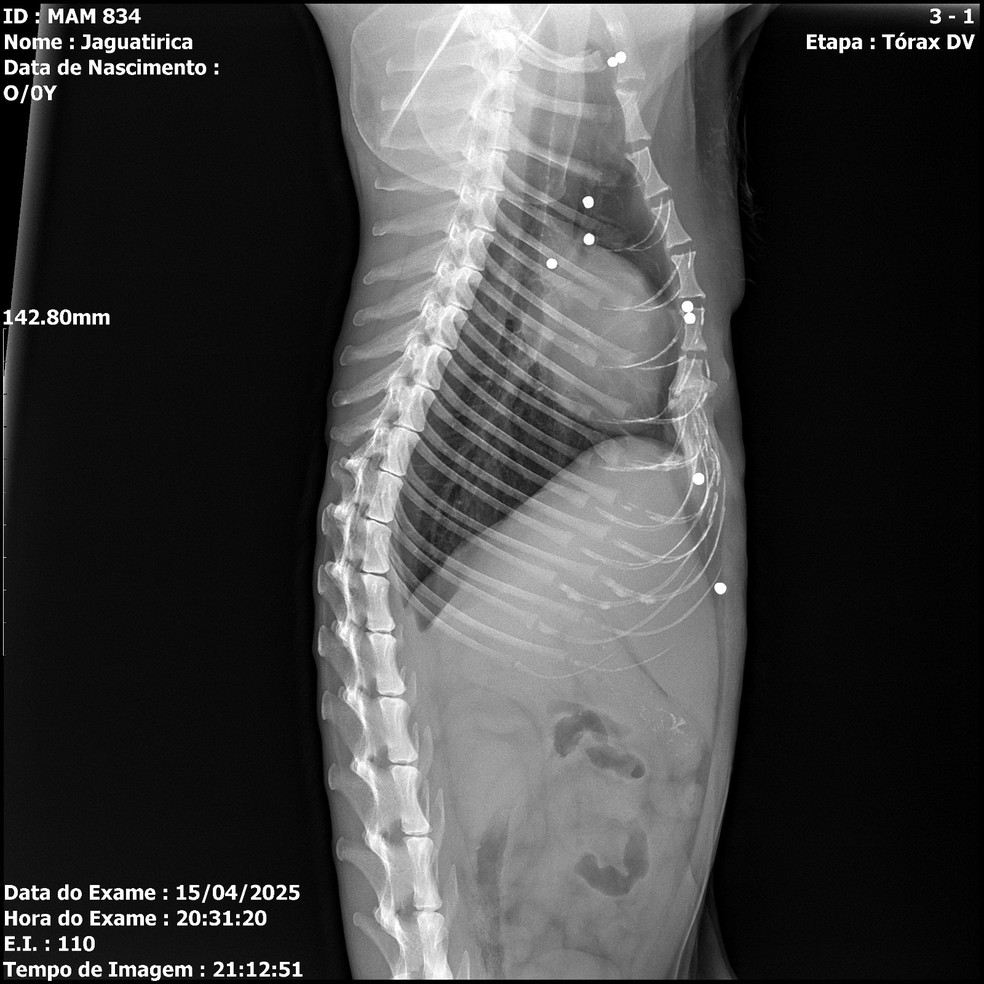 Raio-x mostra alguns dos proj&eacute;teis de chumbo que atingiram a jaguatirica &mdash; Foto: Divulga&ccedil;&atilde;o / Instituto BW