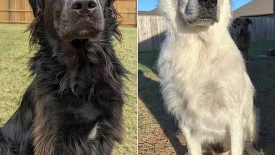 Vitiligo deixa cão preto totalmente branco, diz o tutor