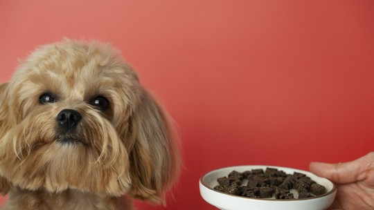 Atenção, tutores: o chocolate da Páscoa pode ser fatal para seu cachorro, alerta veterinário Atenção, tutores: o chocolate da Páscoa pode ser fatal para seu cachorro, alerta veterinário