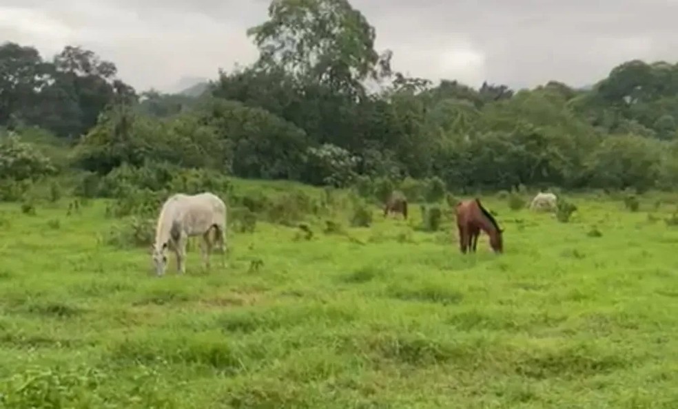 Campanha pelo fim do abate de cavalos no Brasil