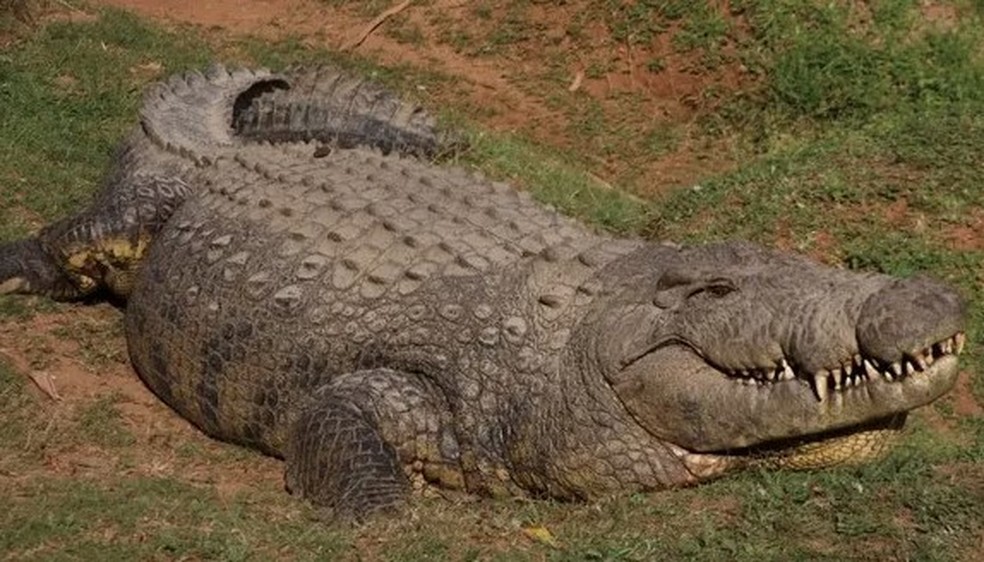 Henry, o crocodilo mais velho do mundo, com 123 anos — Foto: Divulgação/Crocworld