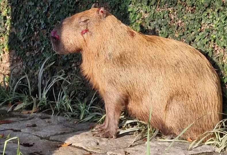 Capivara agredida na Ilha do Governador volta à natureza