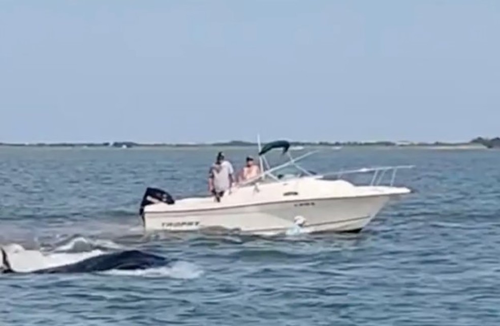 Mulher é jogada ao mar após baleia-de-minke atingir barco nos EUA — Foto: Reprodução/Facebook