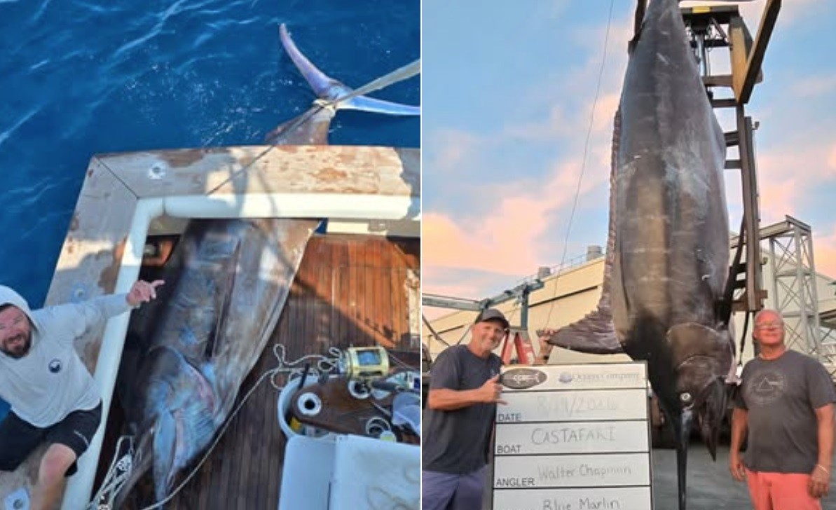 Pescadores dos EUA fisgam marlim de 544 quilos, ficando a 64 do recorde, obtido em águas do Brasil - QTU Questões do Universo