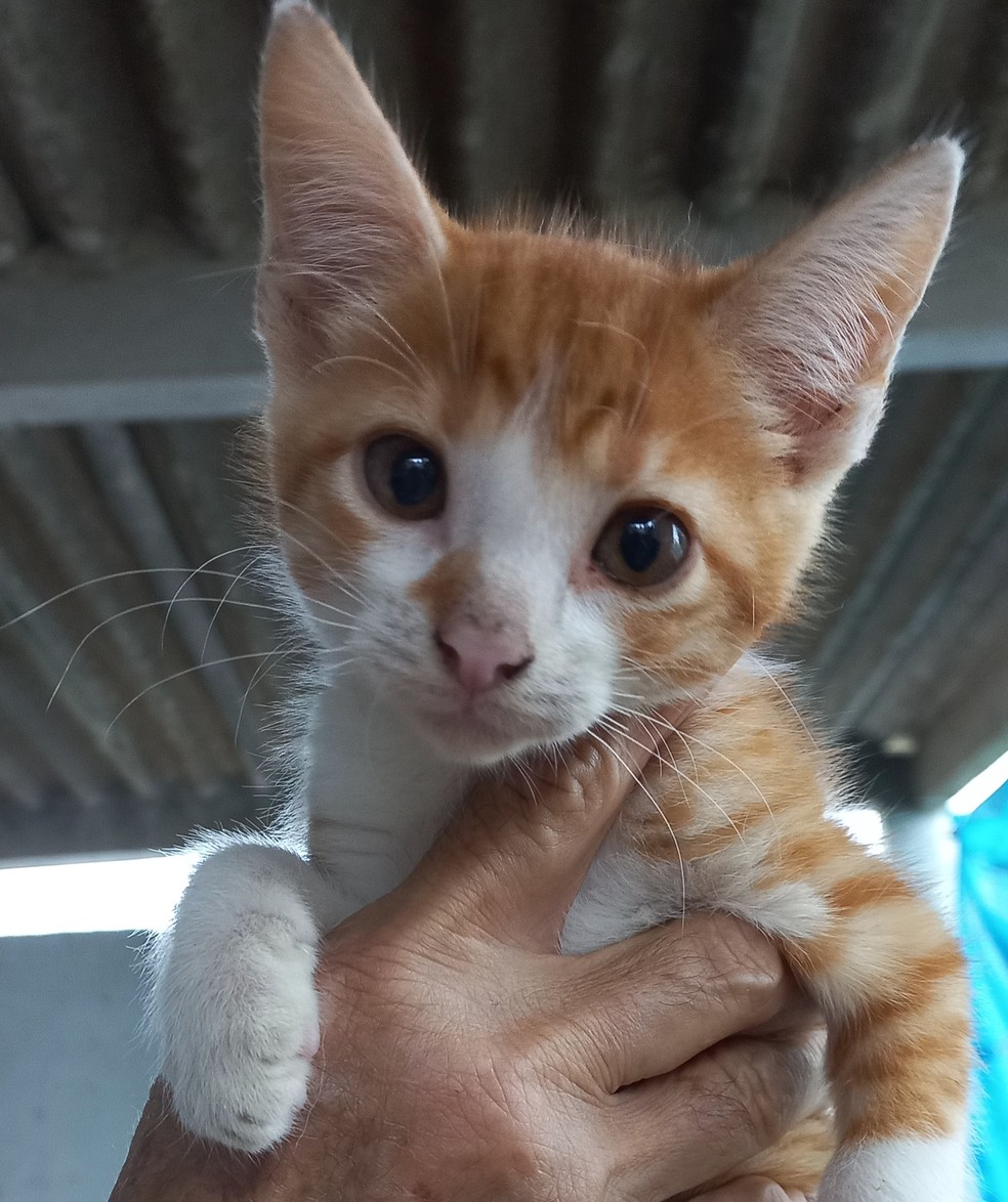 Cadastro da ação é realizado em parceira com o Hospital Veterinário da Universidade Estácio de Sá — Foto: Divulgação