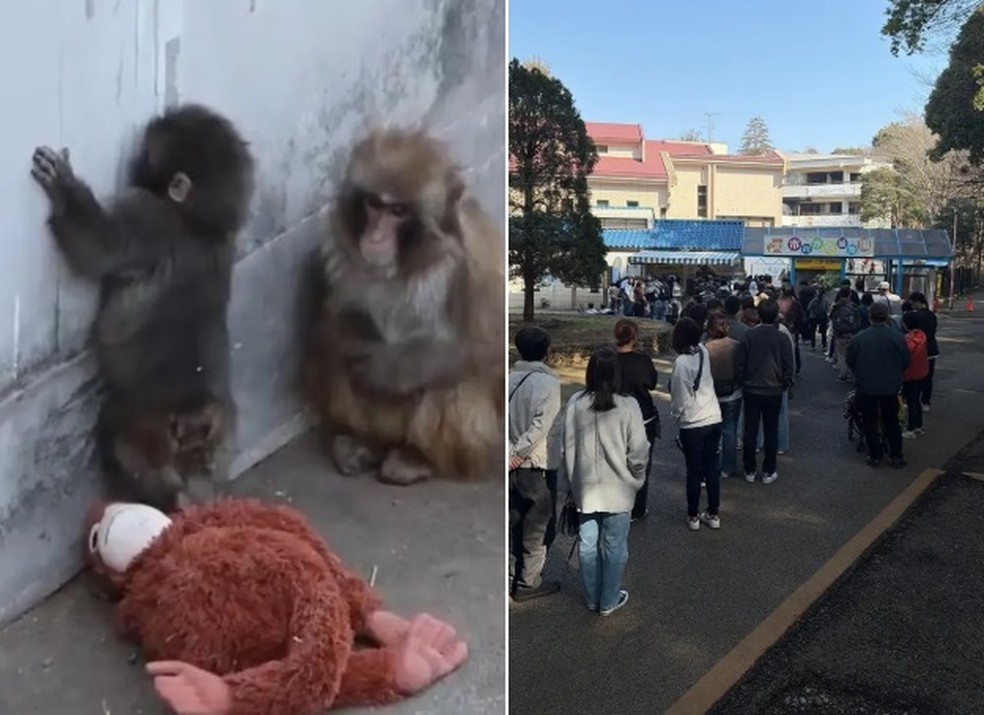 Fila no zoológico de Ichikawa para ver Punch — Foto: Reprodução/X(@ichikawa_zoo)