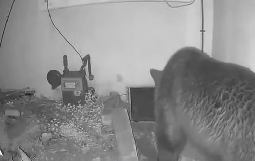 Urso volta para por&atilde;o de resid&ecirc;ncia em Altadena, Calif&oacute;rnia &mdash; Foto: Reprodu&ccedil;&atilde;o