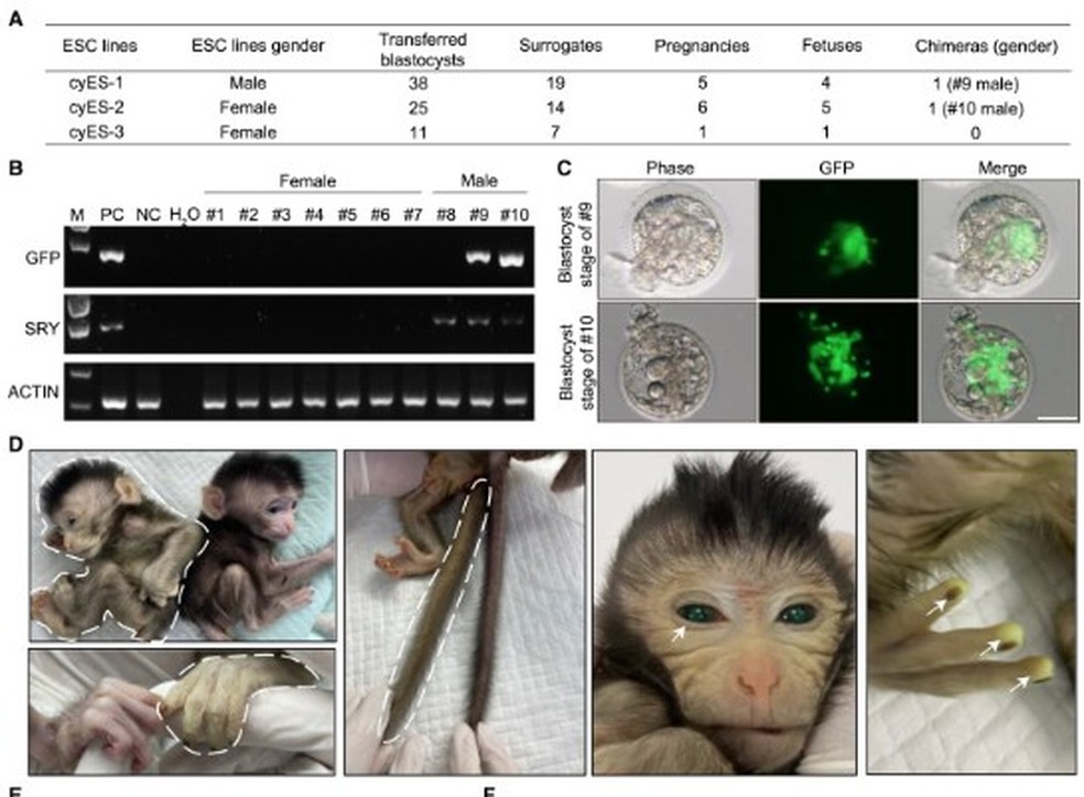 'Quimera': cientistas chinesas criam macaco como olhos e dedos verdes brilhantes &mdash; Foto: Reprodu&ccedil;&atilde;o/Cell