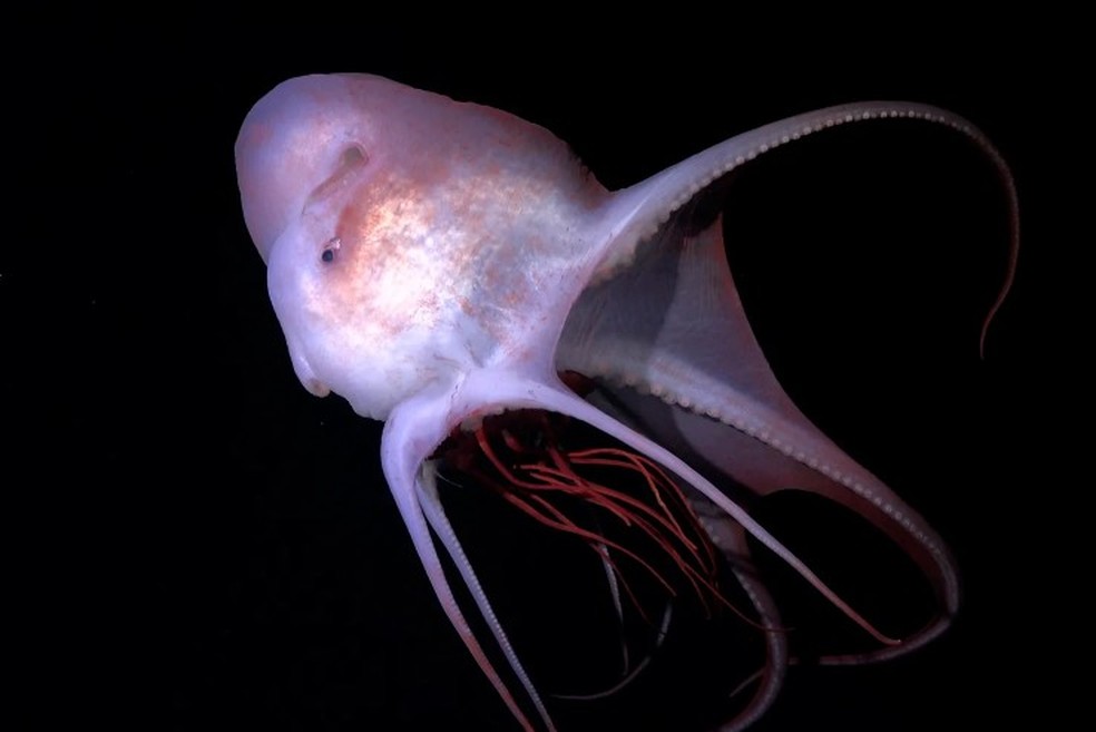Haliphron Atlanticus encontrado na costa do Brasil &mdash; Foto: Reprodu&ccedil;&atilde;o/Schmidt Ocean Institute