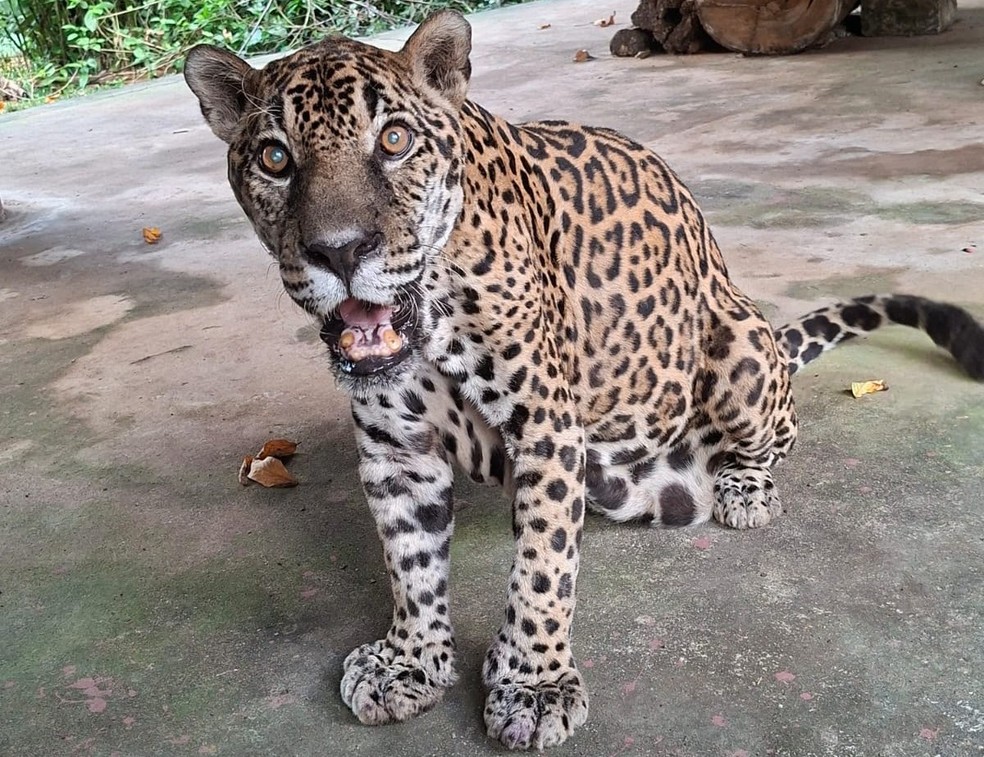 Ele nasceu em 2001: é mais velho que muita gente — Foto: Acervo Zoo CIGS