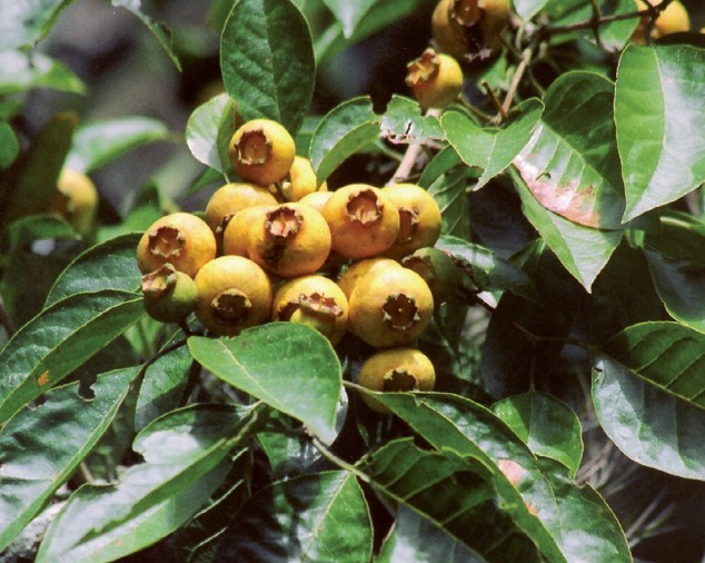 Uma fruta antiga de quintal da vovó está de volta nos jardins e quintais, cheia de poderes nutricionais