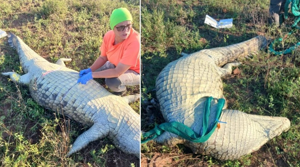 A barriga do crocodilo foi aberta para a descoberta de restos mortais — Foto: Reprodução/South African Police Service