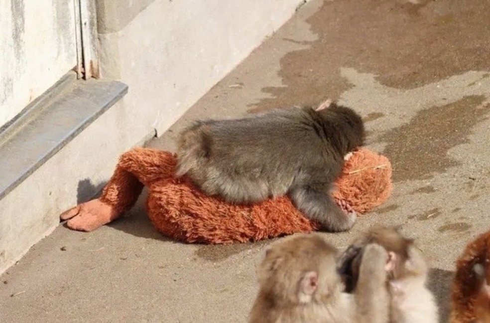 Punch e sua mãe de pelúcia no zoológico de Ichikawa — Foto: Reprodução/X(@ichikawa_zoo)