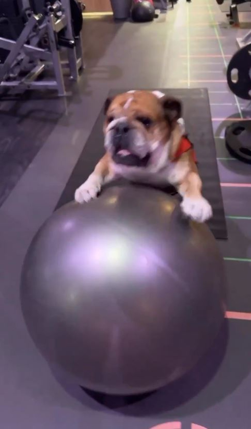 Cão de Lewis Hamilton tem 1 milhão de seguidores, cachê para modelar, é ...