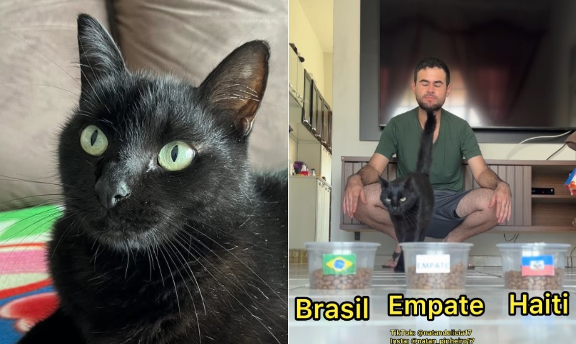 Gatinho vidente? Milu faz sucesso na web e dá novo 'palpite' após acertar empate contra o Marrocos; conheça!