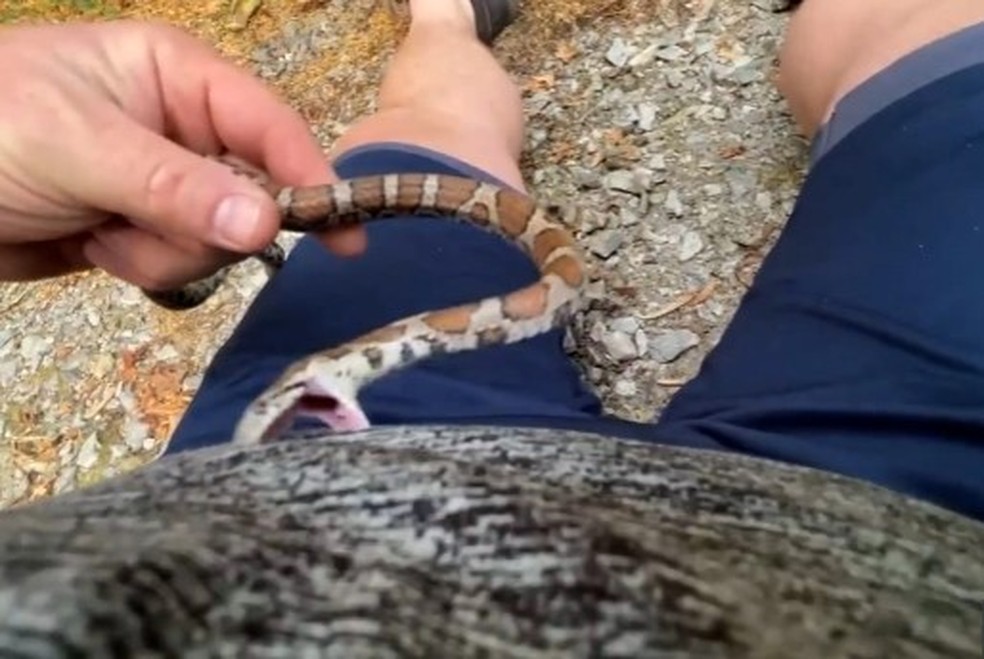 Cobra pica Jesse em trilha nos EUA — Foto: Reprodução/YouTube