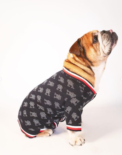 Dog clothes hamilton discount