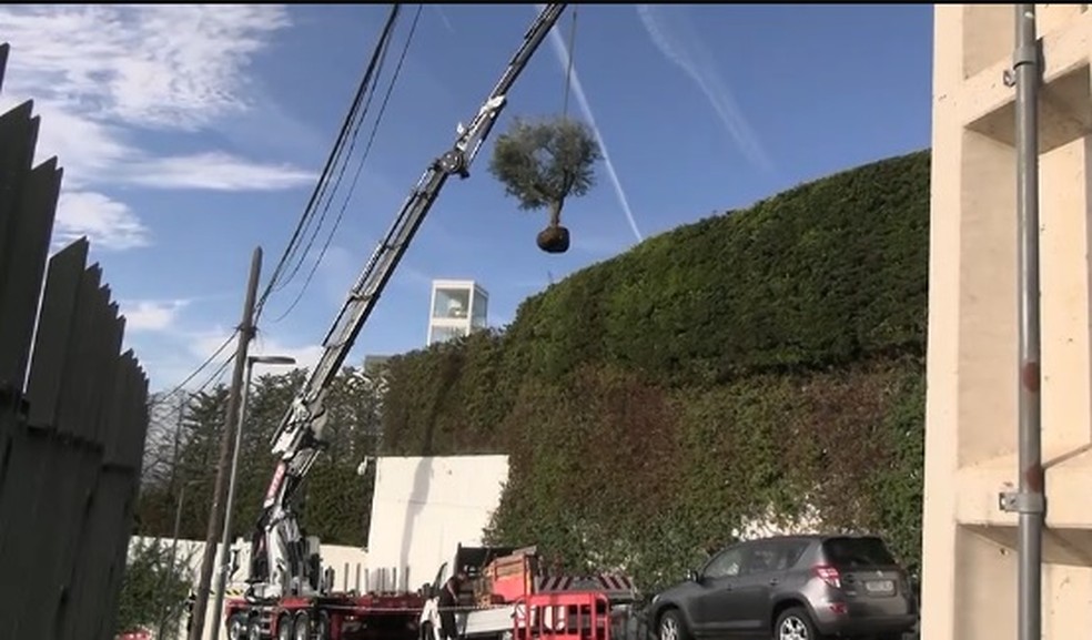 Shakira tirou uma árvore da casa de Barcelona para levar para Miami, após a separação — Foto: Reprodução