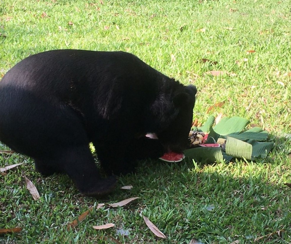 Urso que atacou voluntário suíço na Tailândia — Foto: Reprodução/Facebook