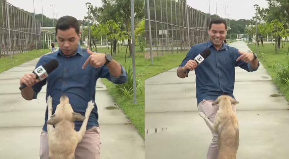 Cachorro caramelo invade reportagem ao vivo do "Bom dia, Pernambuco" — Foto: Reprodução de TV