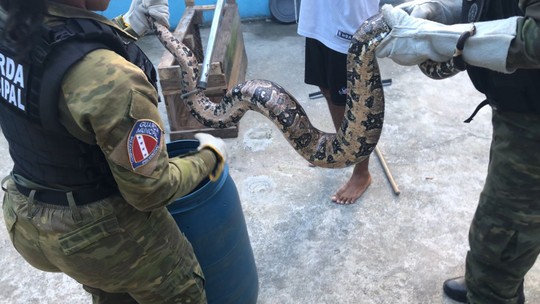 Resgate animal em Maricá: jiboia de 2 metros é encontrada em quintal de residência