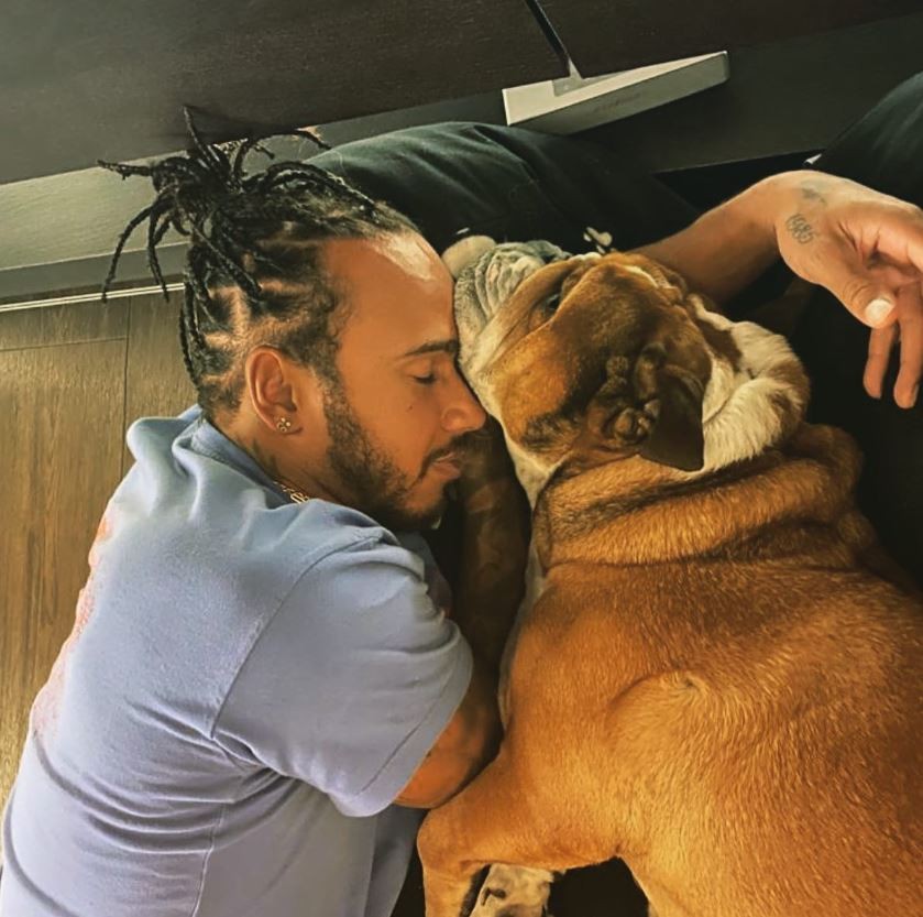 Cão de Lewis Hamilton tem 1 milhão de seguidores, cachê para modelar, é ...