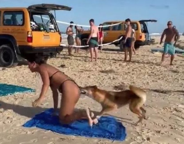 Jovem de 19 anos é achada morta com várias mordidas de dingos após ir nadar em praia na Austrália