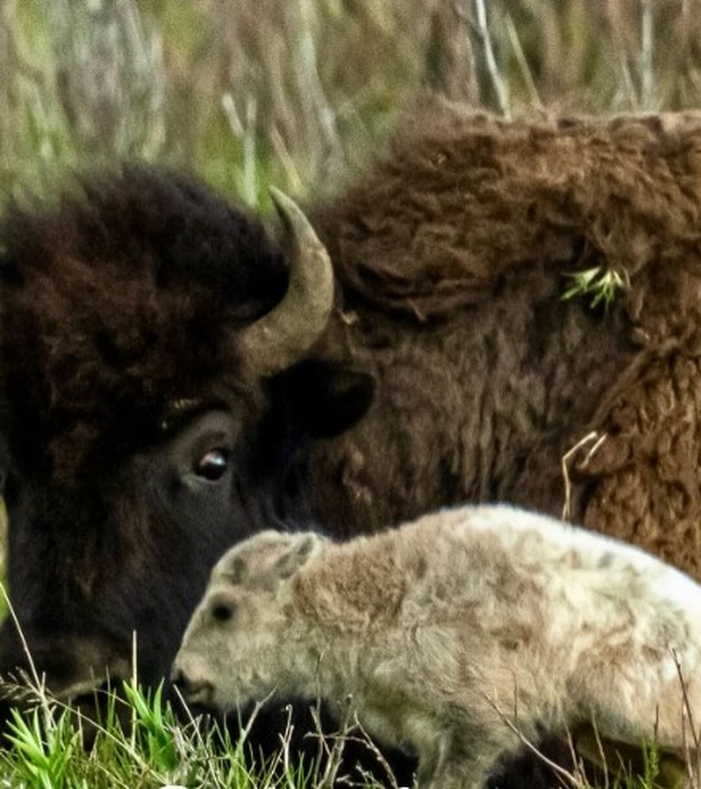 Um raro bisão branco nasceu no Parque de Yellowstone, EUA — Foto: Reprodução/Instagram(Erin Braateen)