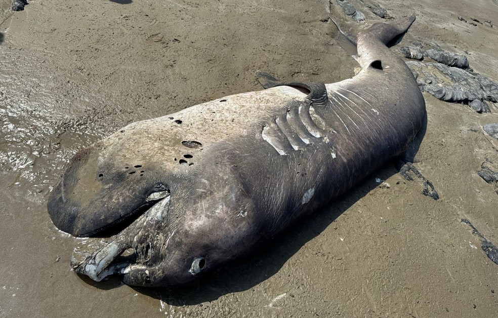Tubarão-boca-grande estava em estado de decomposição avançado — Foto: Divulgação/IMARPE