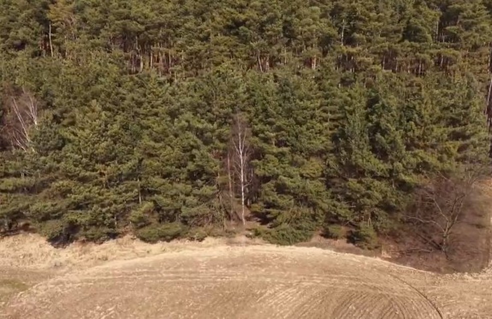 Floresta no Sul da Polônia onde foi achado o corpo de Magdalena Majtyka — Foto: Reprodução/X
