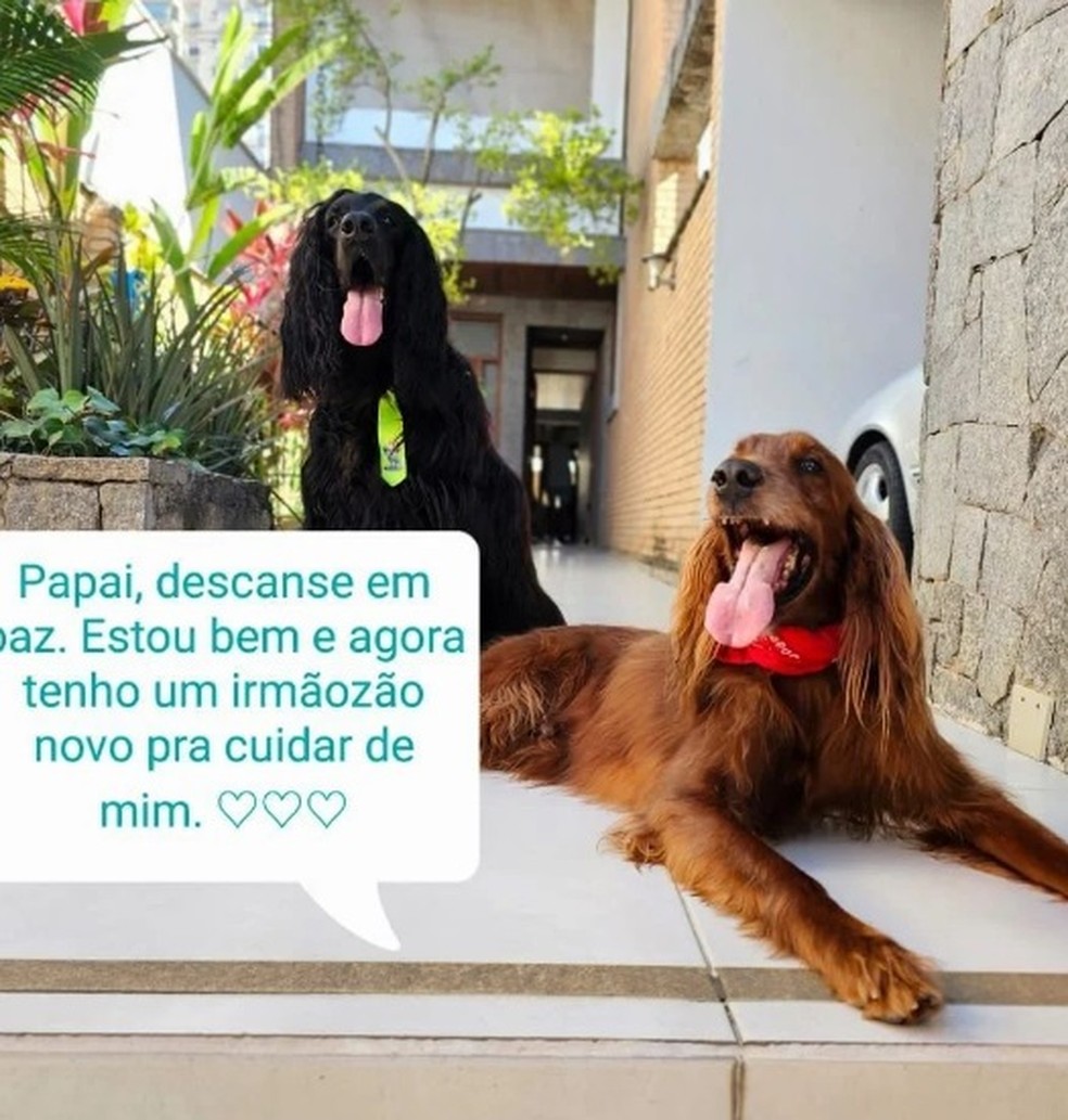 Novos donos dos cachorros de Jeff Machado prestam homenagens — Foto: Reprodução
