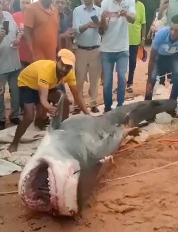 Tubarão capturado no Egito: no estômago havia restos mortais de turista russo — Foto: Reprodução