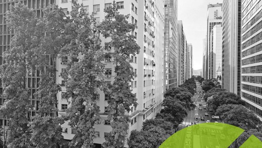 Palmeiras, cedros e jequitibás: o passado revelado por árvores nas ruas e florestas Palmeiras, cedros e jequitibás: o passado revelado por árvores nas ruas e florestas