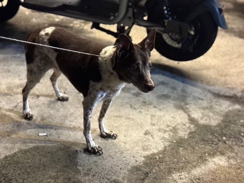 Cachorro foi resgatado da casa onde corpo de idosa foi encontrado, em Piedade — Foto: Divulgação/Prefeitura do Rio