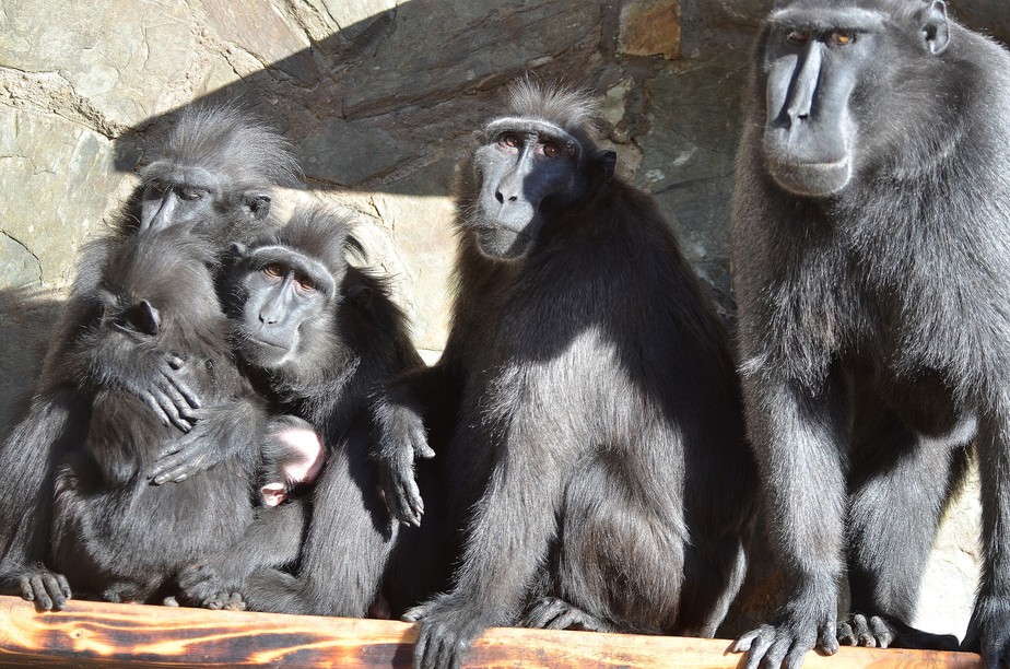 Macaco em zoológico faz ligação emergencial e confunde policiais