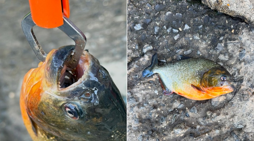 Menino pescou piranha em lago na Pensilv&acirc;nia (EUA) e surpreendeu bi&oacute;logos &mdash; Foto: Reprodu&ccedil;&atilde;o/Facebook(Mike Coffey)