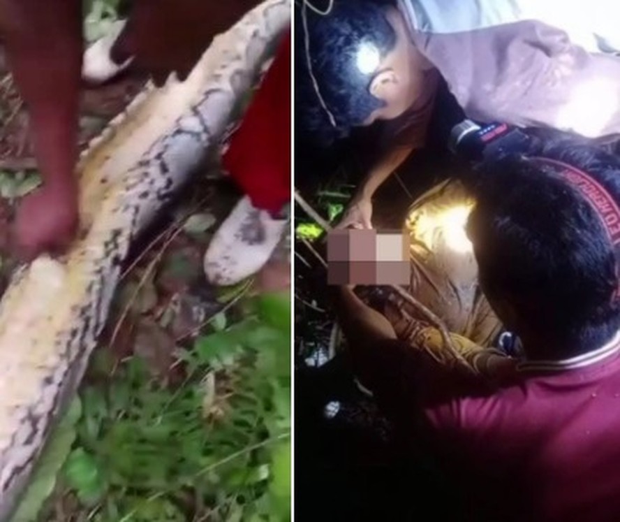 Agricultora de 55 anos é achada morta dentro de píton de 7 metros na Indonésia
