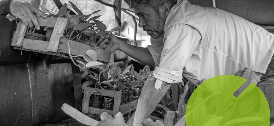 O coordenador de Restauração Florestal da AMLD, Carlos Alvarenga, prepara as mudas para transporte pro local do plantio