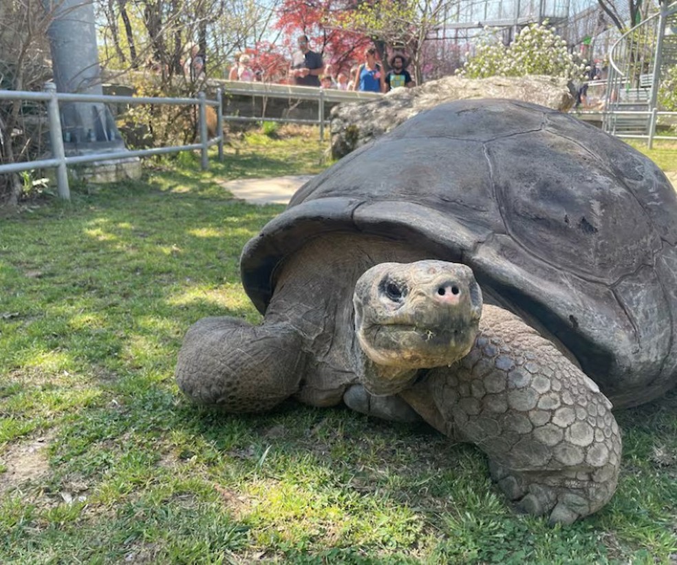 Mommy deu &agrave; luz aos 97 anos em zoo nos EUA &mdash; Foto: Divulga&ccedil;&atilde;o/Philadelphia Zoo
