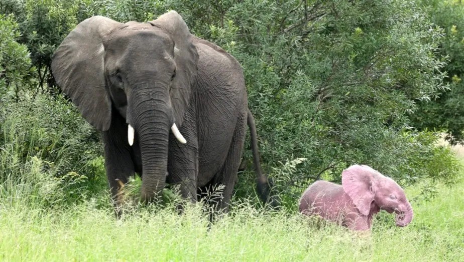 A coloração diferente do elefante ocorre devido a uma condição chamada "leucismo", uma mutação genética que causa a perda de pigmentação da pele — Foto: Reprodução