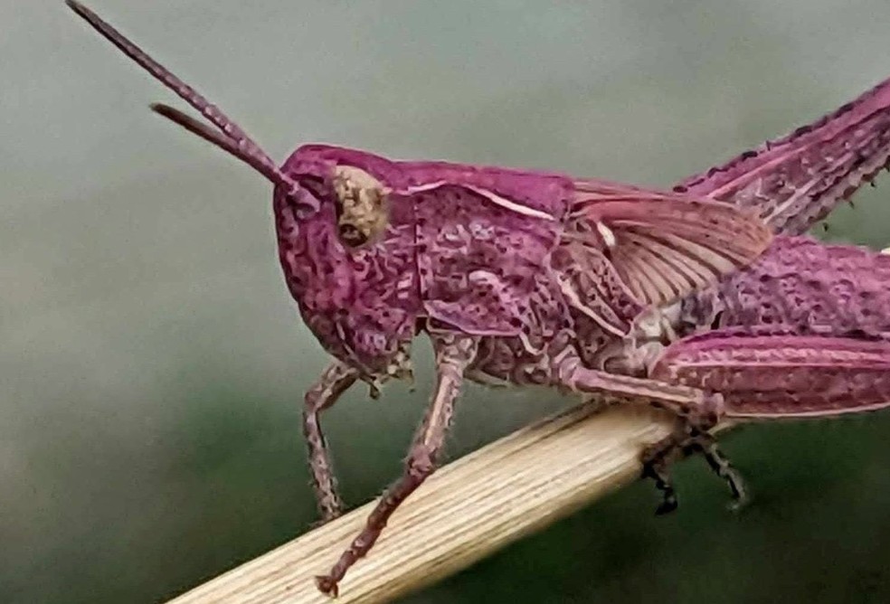 Natasha Welch encontrou na Inglaterra gafanhotos cor-de-rosa extremamente raros — Foto: Reprodução/Facebook