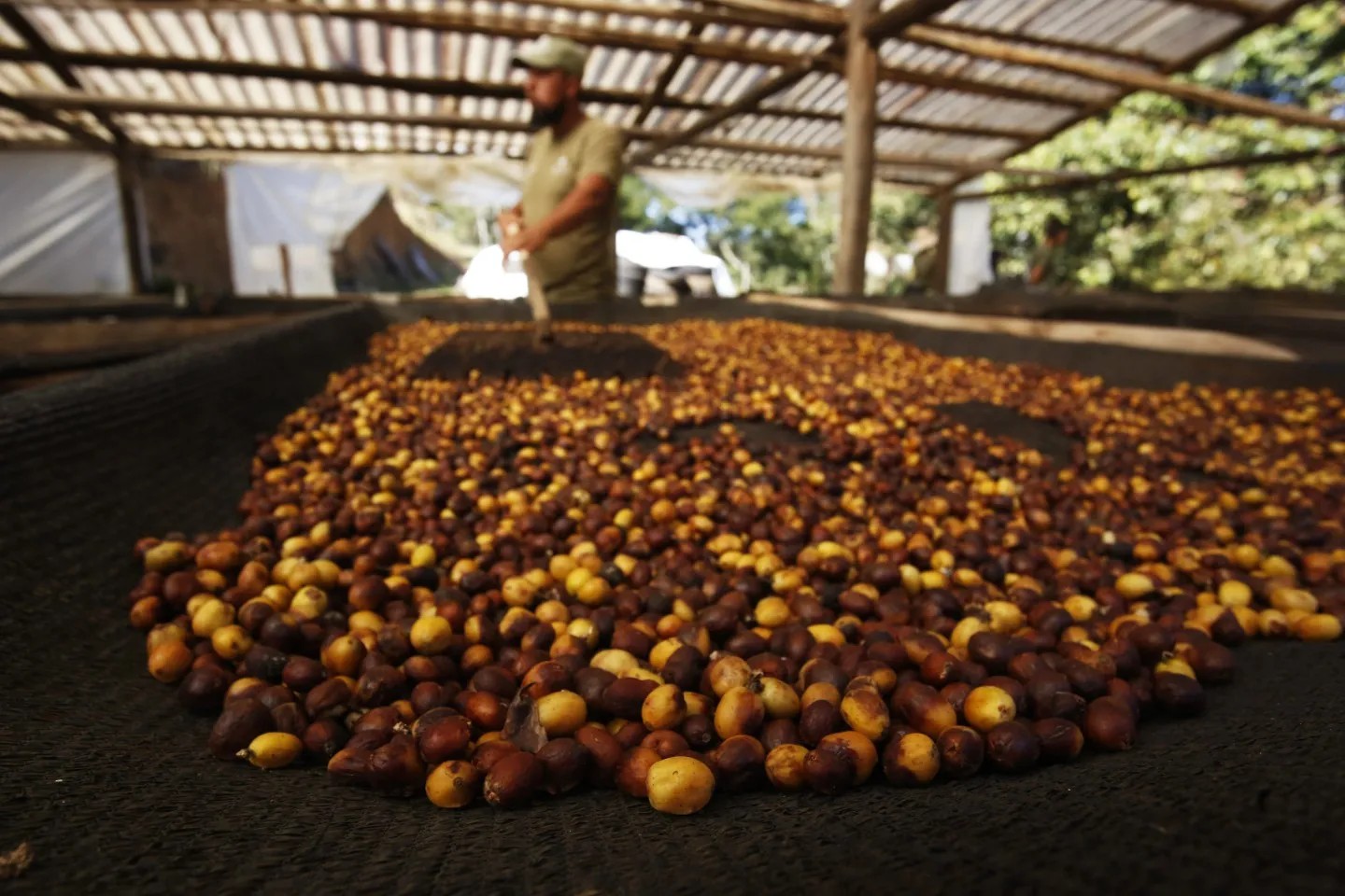 A espécie de café cultivada no Rio é a arábica. Na foto, uma variante dele, o catucaí-amarelo, passa por segunda etapa de secagem, na estufa — Foto: Custodio Coimbra/Agência O Globo