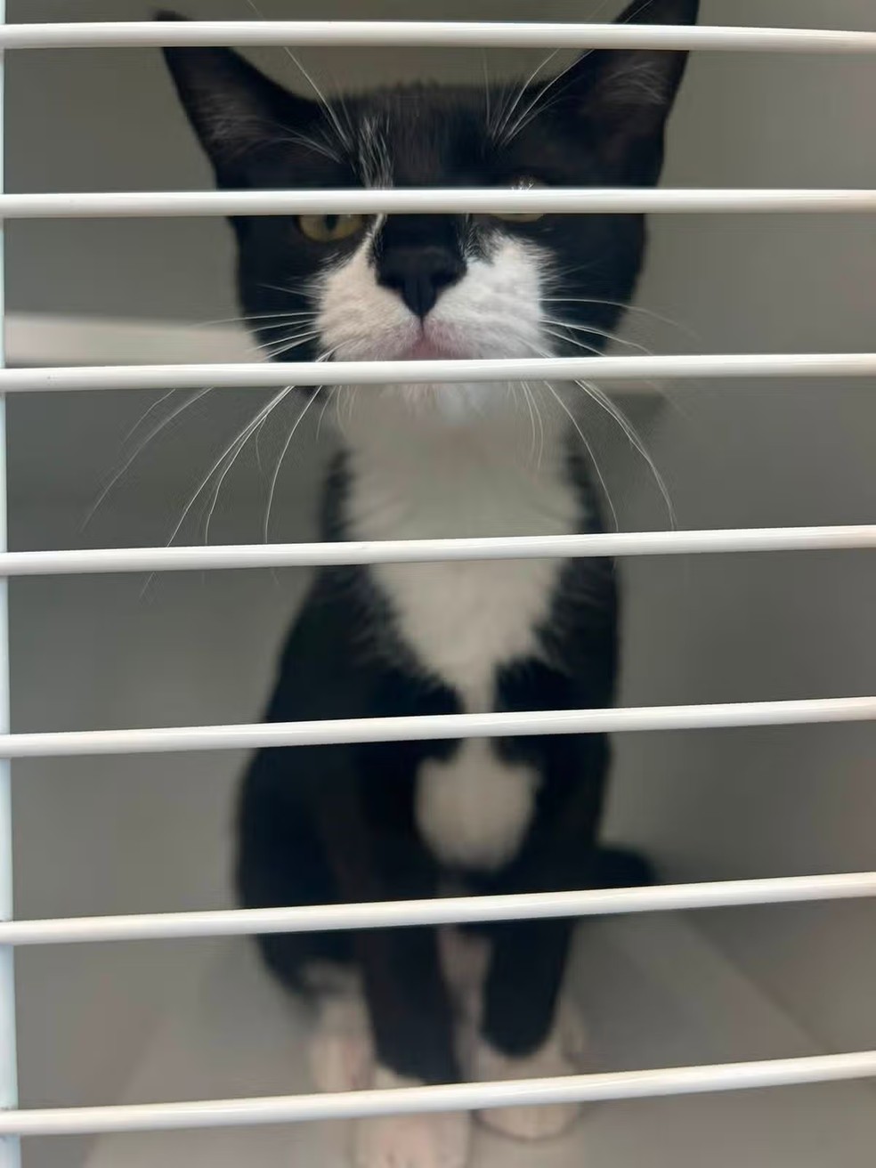 Magnolia está sã, salva e pronta para ser adotada — Foto: Beltsville Community Cats