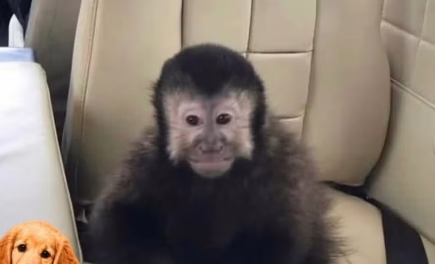 Morre macaco-prego que invadiu condomínio e bebeu garrafa de álcool etílico em Salvador