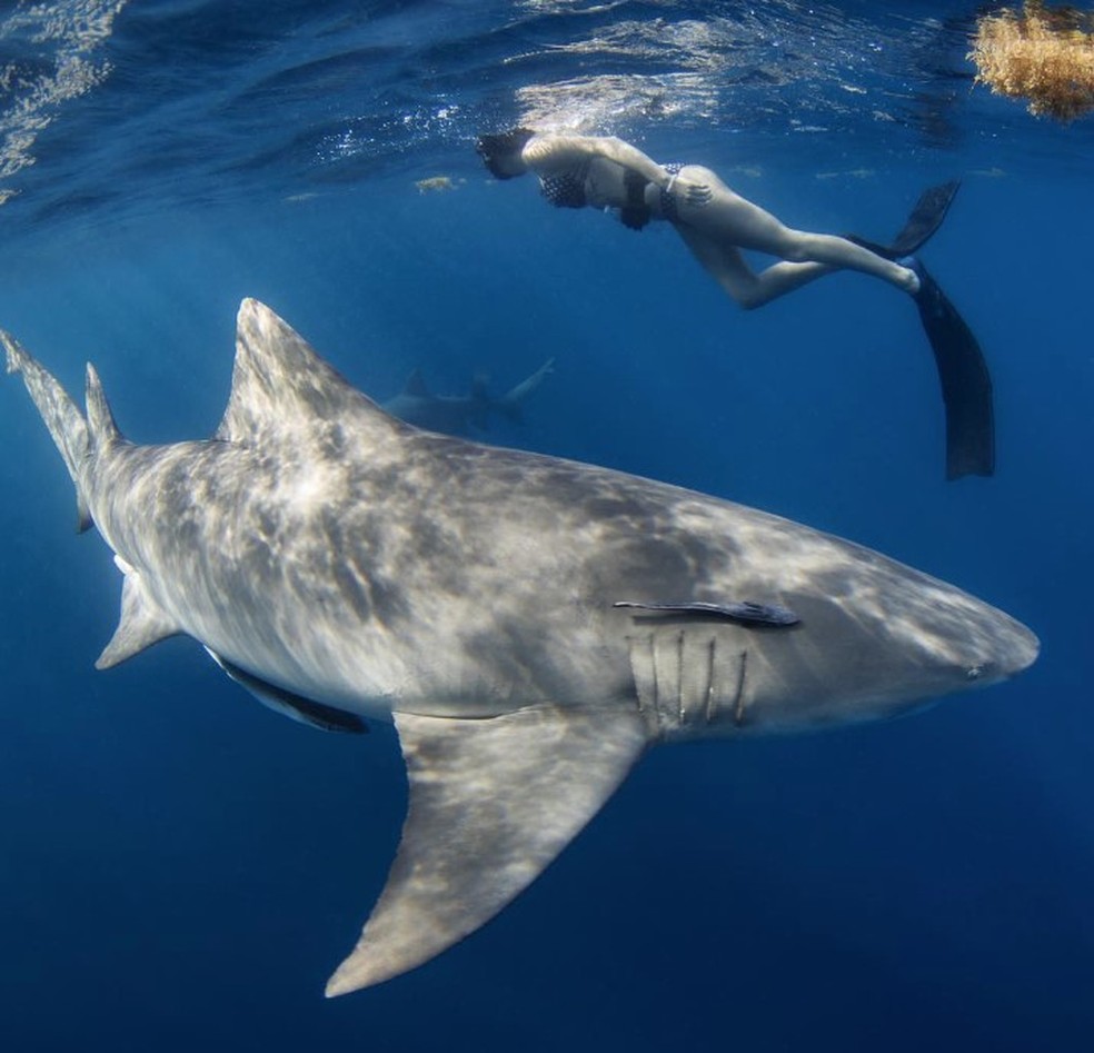 Rosie Moore, a 'cientista mais sexy do mundo', em mergulho com tubarão — Foto: Reprodução/Instagram