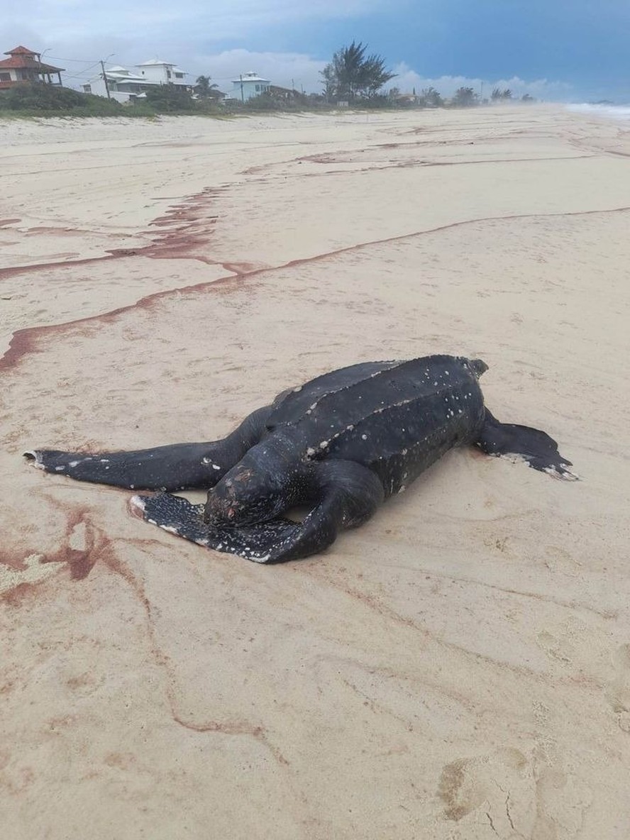 Tartaruga-de-couro é encontrada morta na praia de Barra Nova, em Saquarema