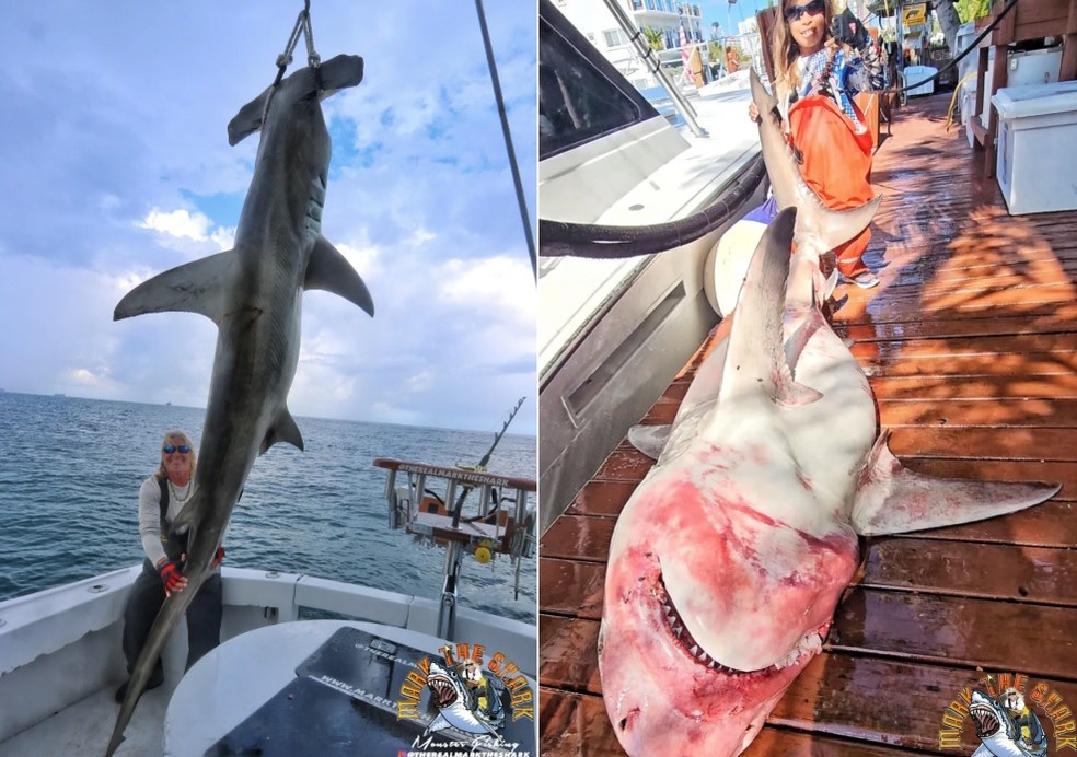 Mark Quartiano diz já ter matado mais cerca de 100 mil tubarões em 5 décadas — Foto: Reprodução/Mark the Shark